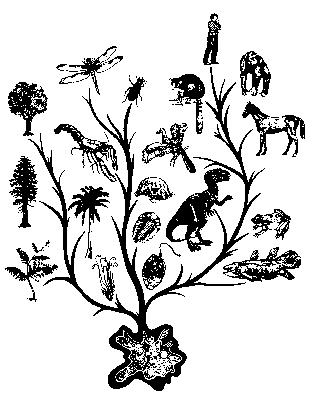 tree of life biology